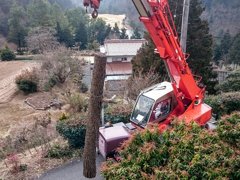 特殊伐採